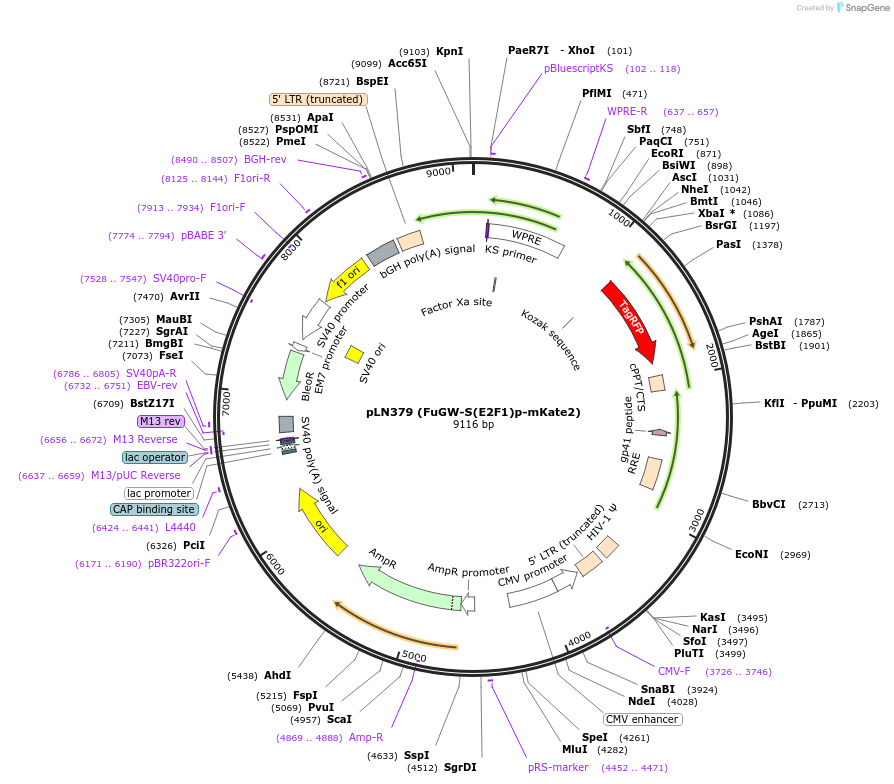 105177-plasmid-map-sequence-id-201231