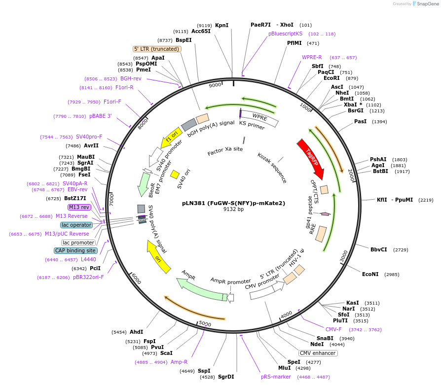 105179-plasmid-map-sequence-id-201235
