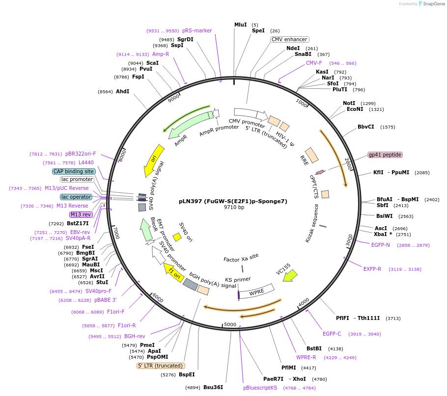 105181-plasmid-map-sequence-id-201238