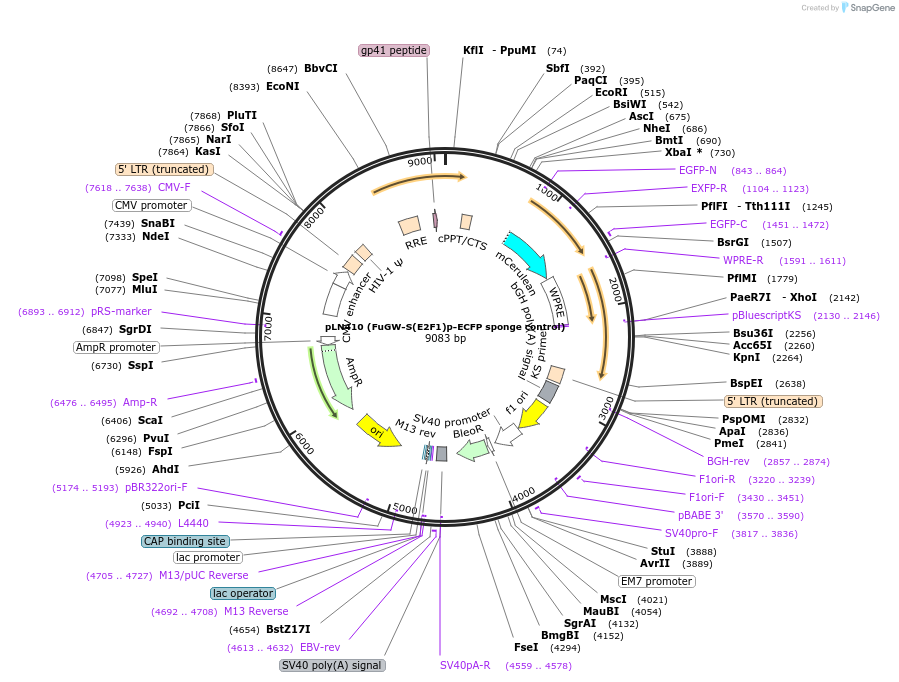 105182-plasmid-map-sequence-id-201239