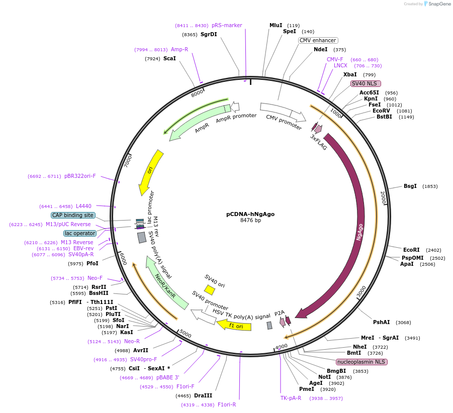 104384-plasmid-map-sequence-id-201240