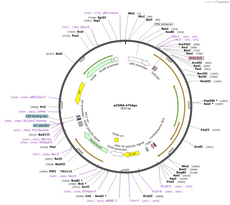 104383-plasmid-map-sequence-id-201242