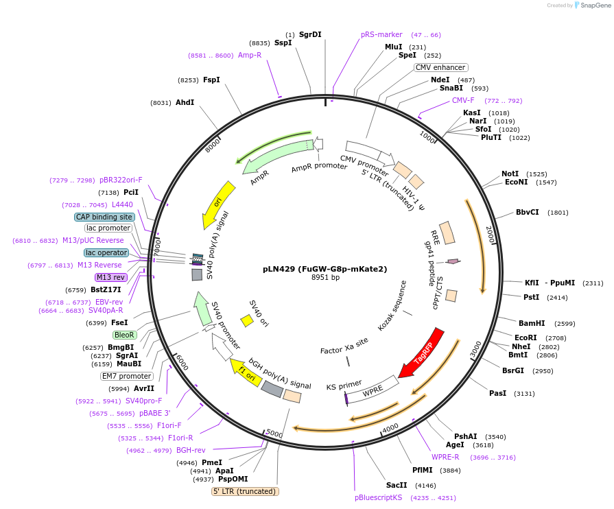 105185-plasmid-map-sequence-id-201250
