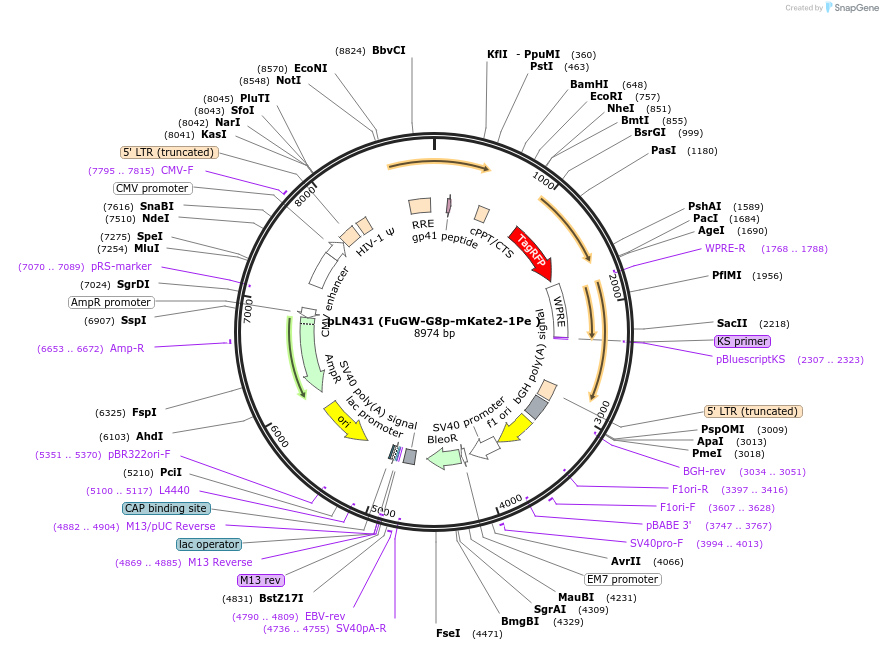 105186-plasmid-map-sequence-id-201252