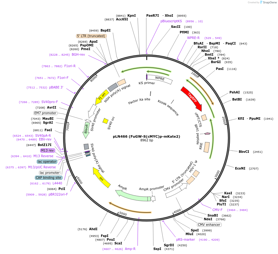 105189-plasmid-map-sequence-id-201261
