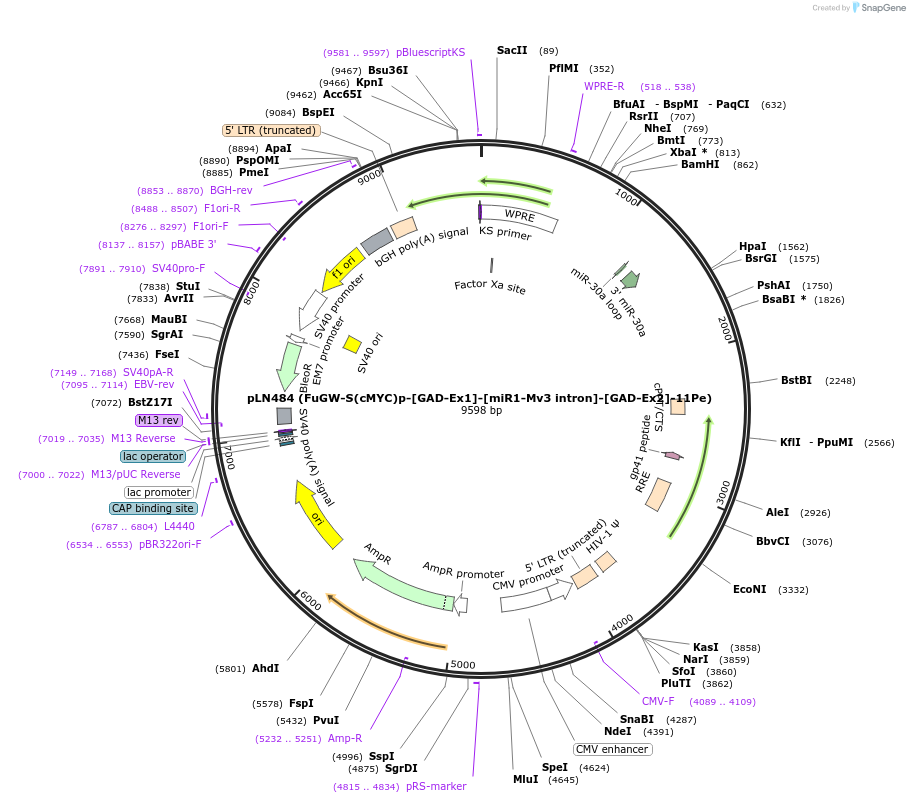 105192-plasmid-map-sequence-id-201266