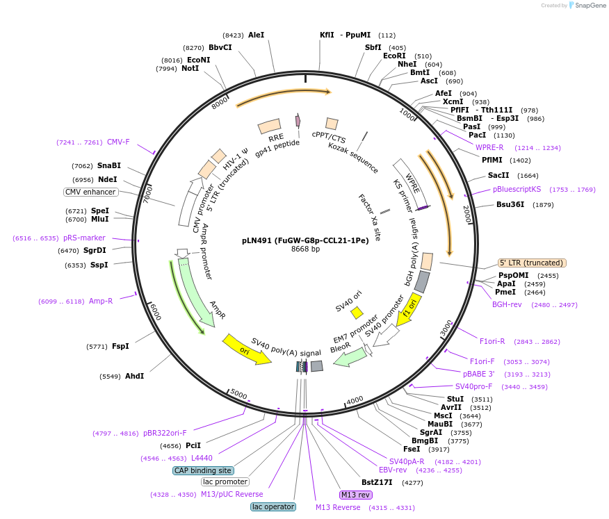 105193-plasmid-map-sequence-id-201268