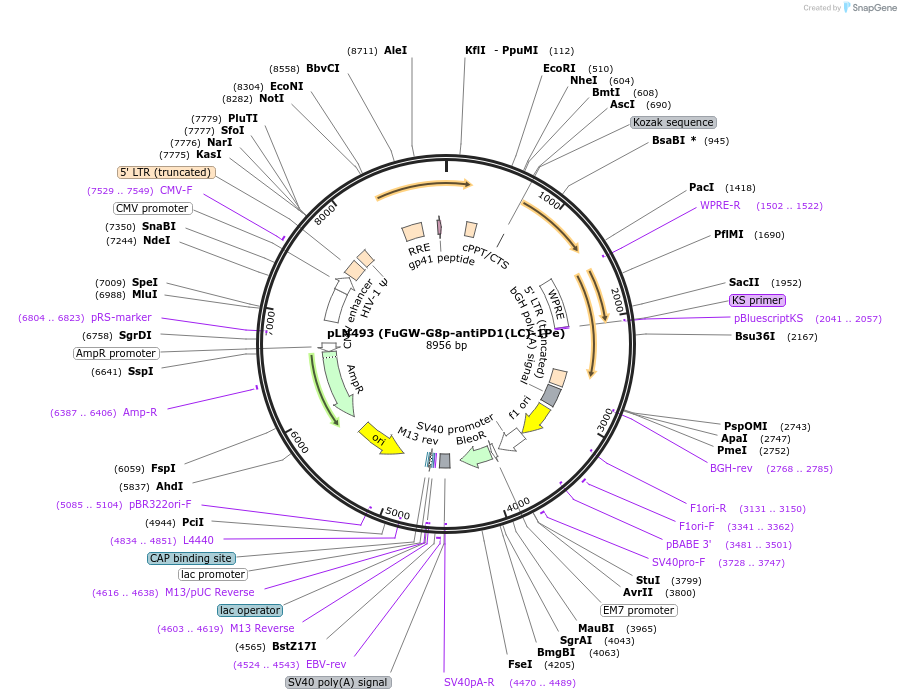 105195-plasmid-map-sequence-id-201270