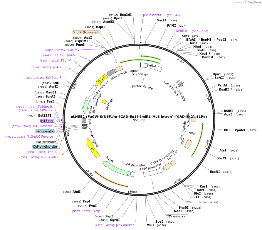 105202-plasmid-map-sequence-id-201273