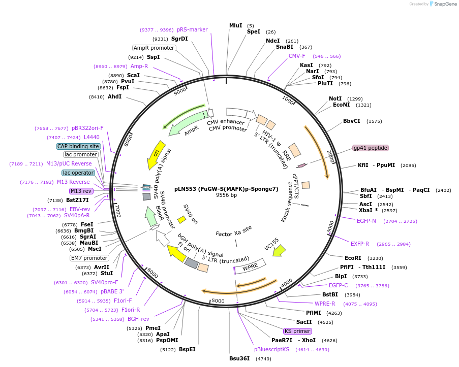 105203-plasmid-map-sequence-id-201274