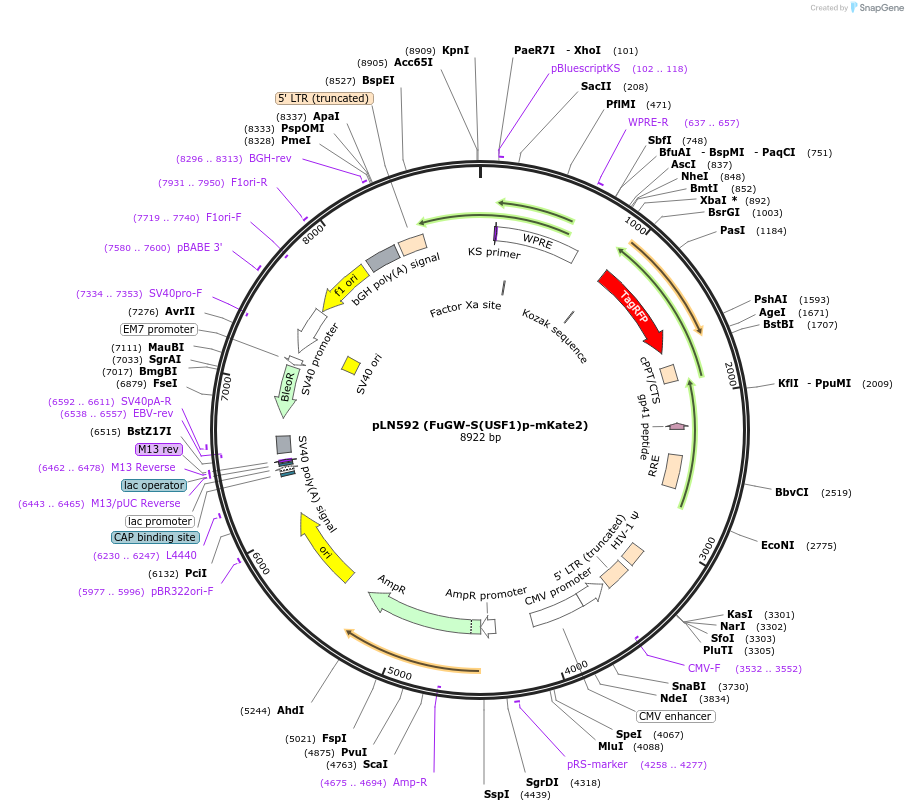 105204-plasmid-map-sequence-id-201278