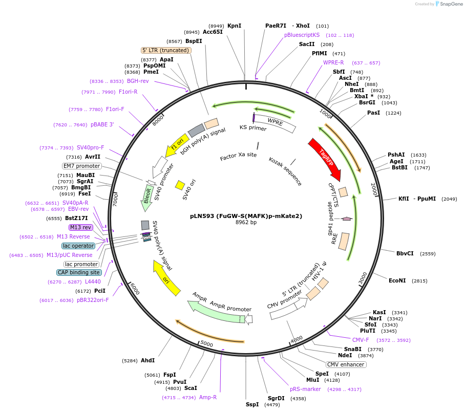 105205-plasmid-map-sequence-id-201282