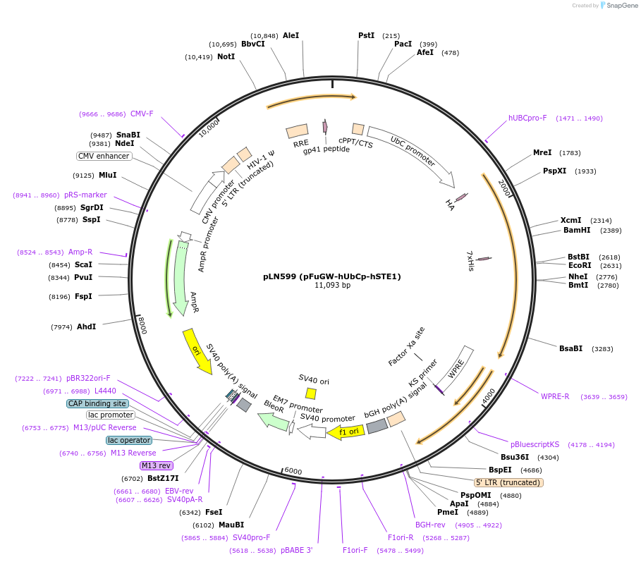 105206-plasmid-map-sequence-id-201285