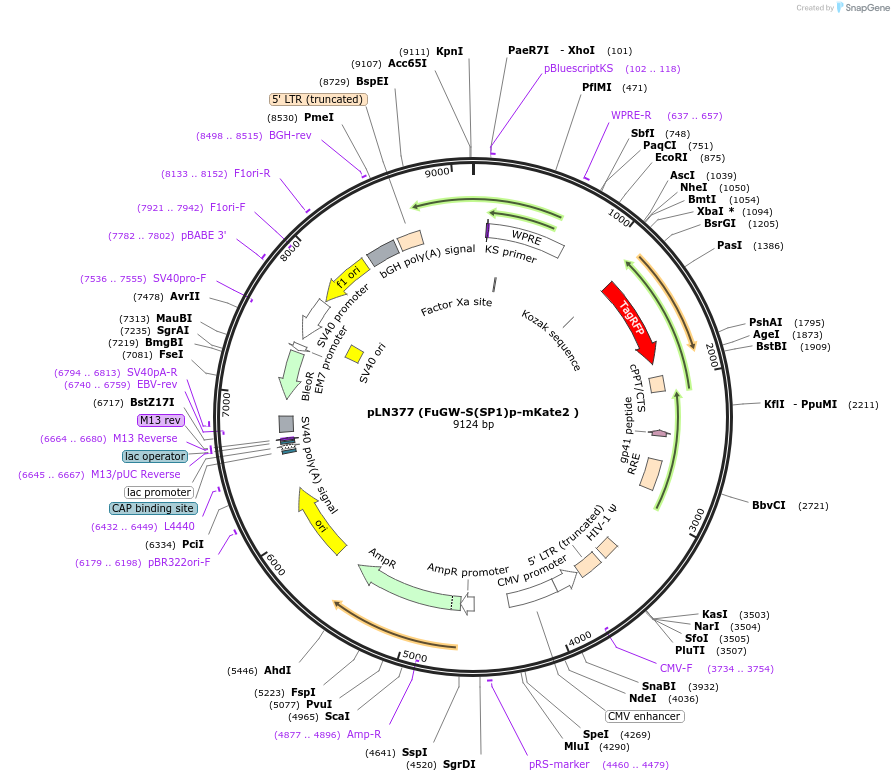 105176-plasmid-map-sequence-id-201296