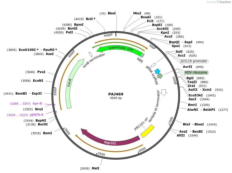 104146-plasmid-map-sequence-id-201301