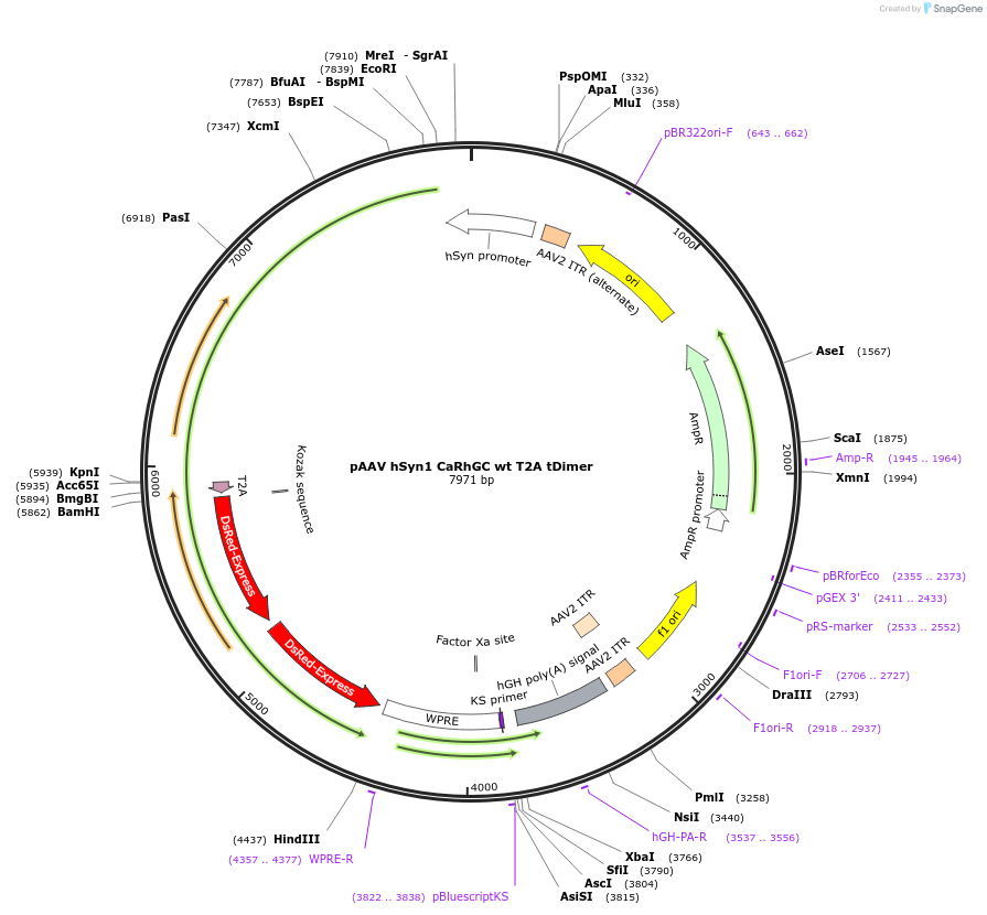 101720-plasmid-map-sequence-id-201303