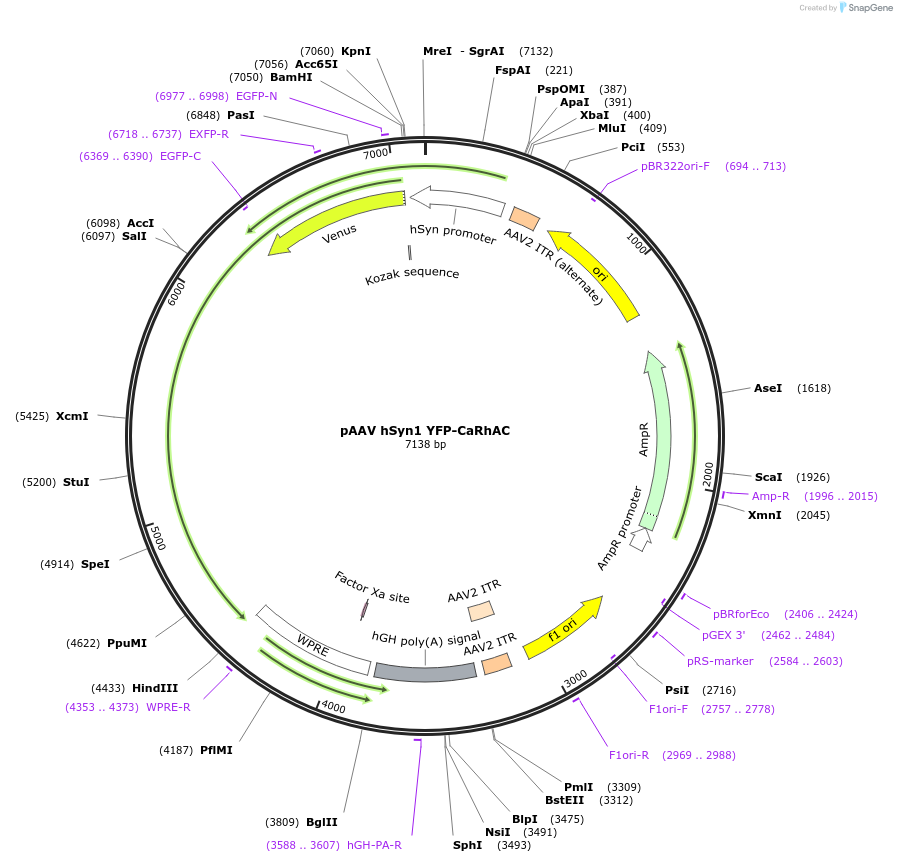 101721-plasmid-map-sequence-id-201305