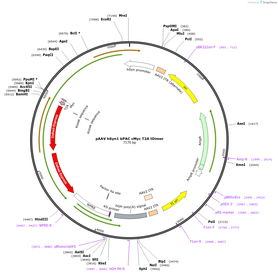 85397-plasmid-map-sequence-id-201306