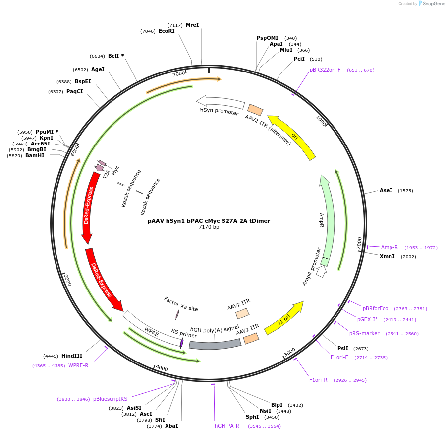 85398-plasmid-map-sequence-id-201308