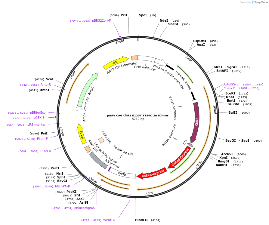 85399-plasmid-map-sequence-id-201309
