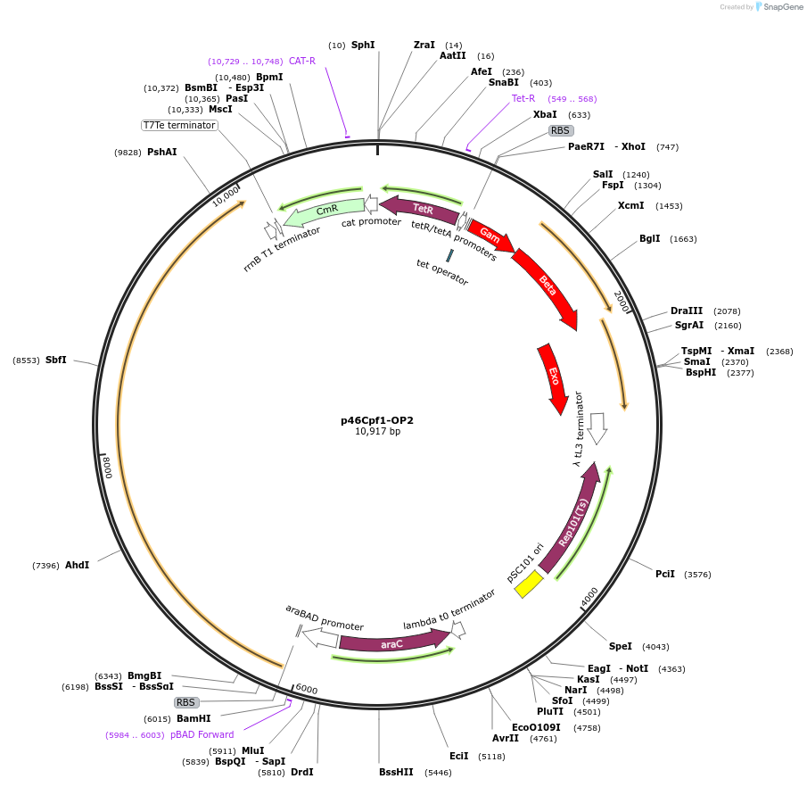 98592-plasmid-map-sequence-id-201329