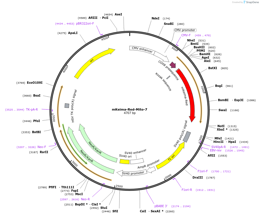 56018-plasmid-map-sequence-id-201345
