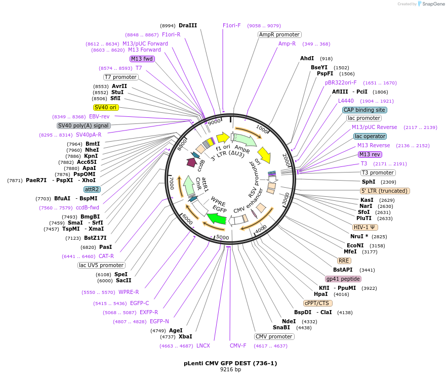 19732-plasmid-map-sequence-id-201360