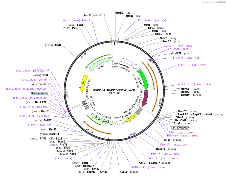 12976-plasmid-map-sequence-id-201361