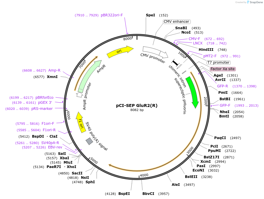 24001-plasmid-map-sequence-id-201362