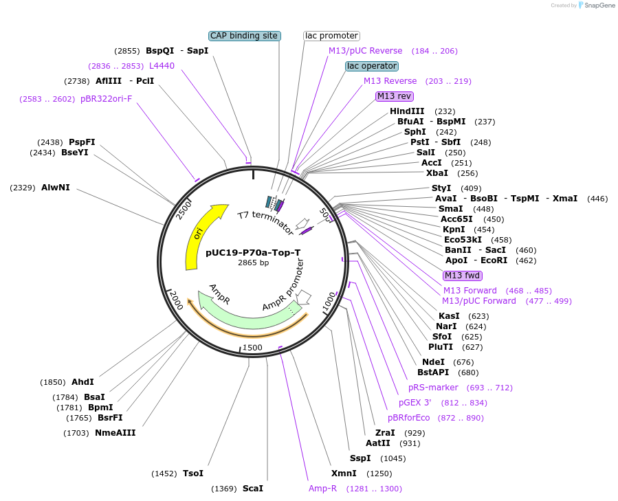 87312-plasmid-map-sequence-id-201363