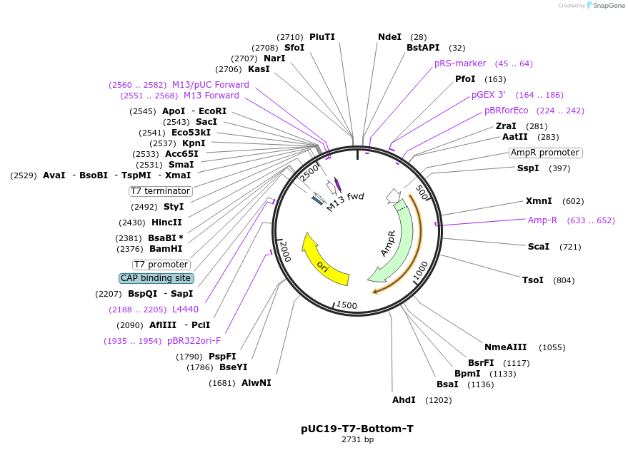 87310-plasmid-map-sequence-id-201364