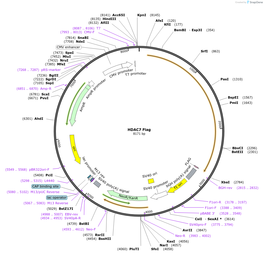 13824-plasmid-map-sequence-id-201366