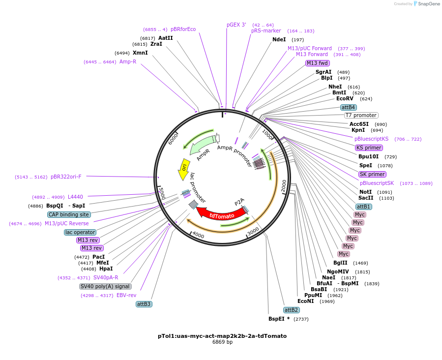 104721-plasmid-map-sequence-id-201387