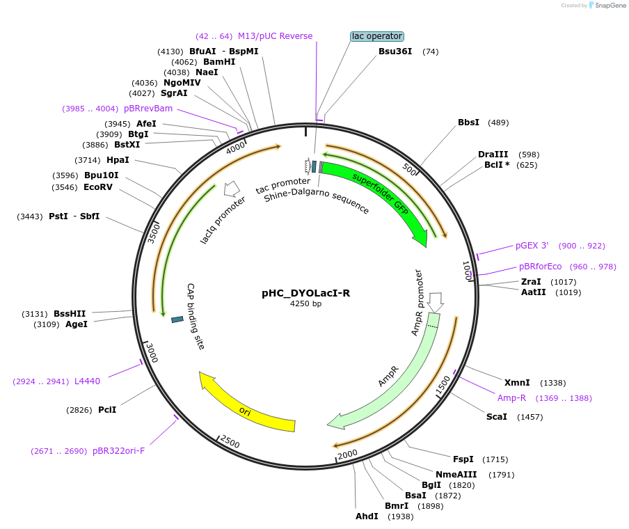 102922-plasmid-map-sequence-id-201393