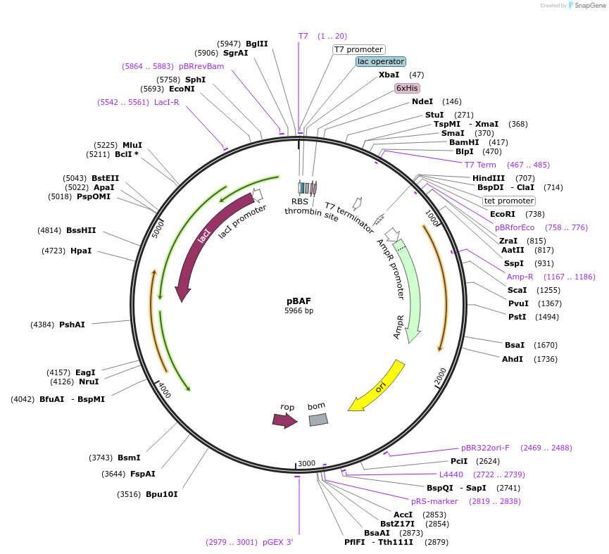 104152-plasmid-map-sequence-id-201395