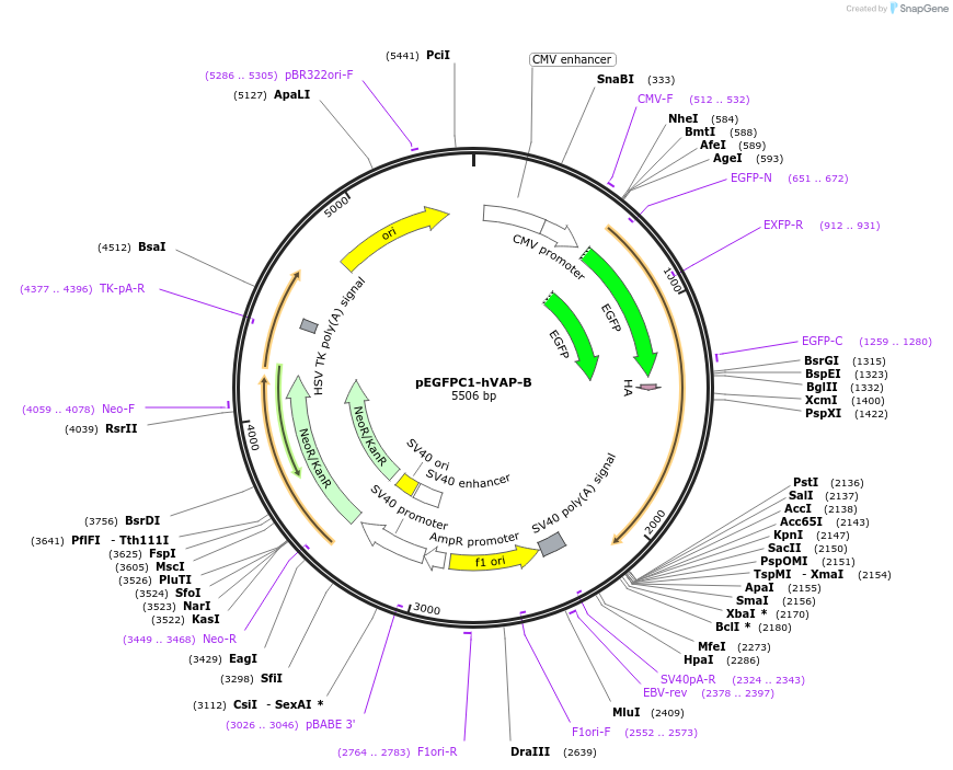 104448-plasmid-map-sequence-id-201408