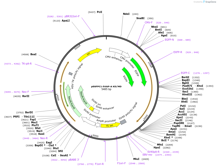 104449-plasmid-map-sequence-id-201409