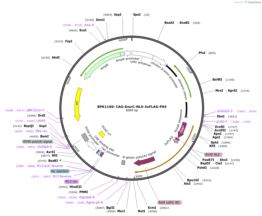 104564-plasmid-map-sequence-id-201415
