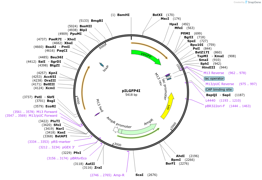 104504-plasmid-map-sequence-id-201461