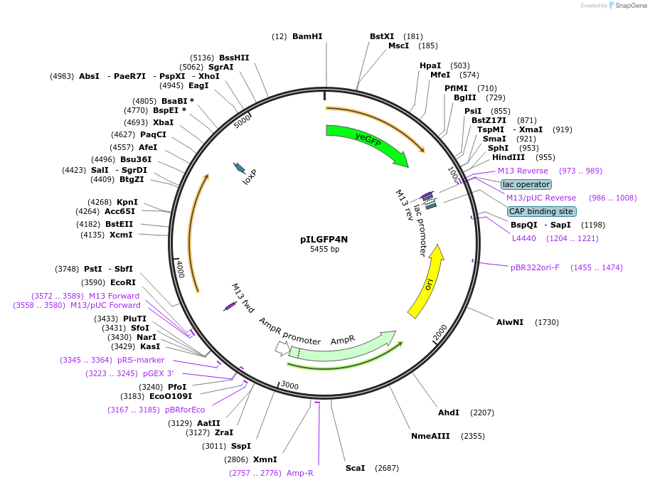 104509-plasmid-map-sequence-id-201473