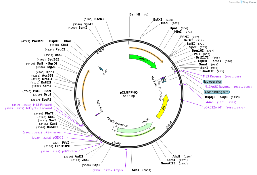 104512-plasmid-map-sequence-id-201476