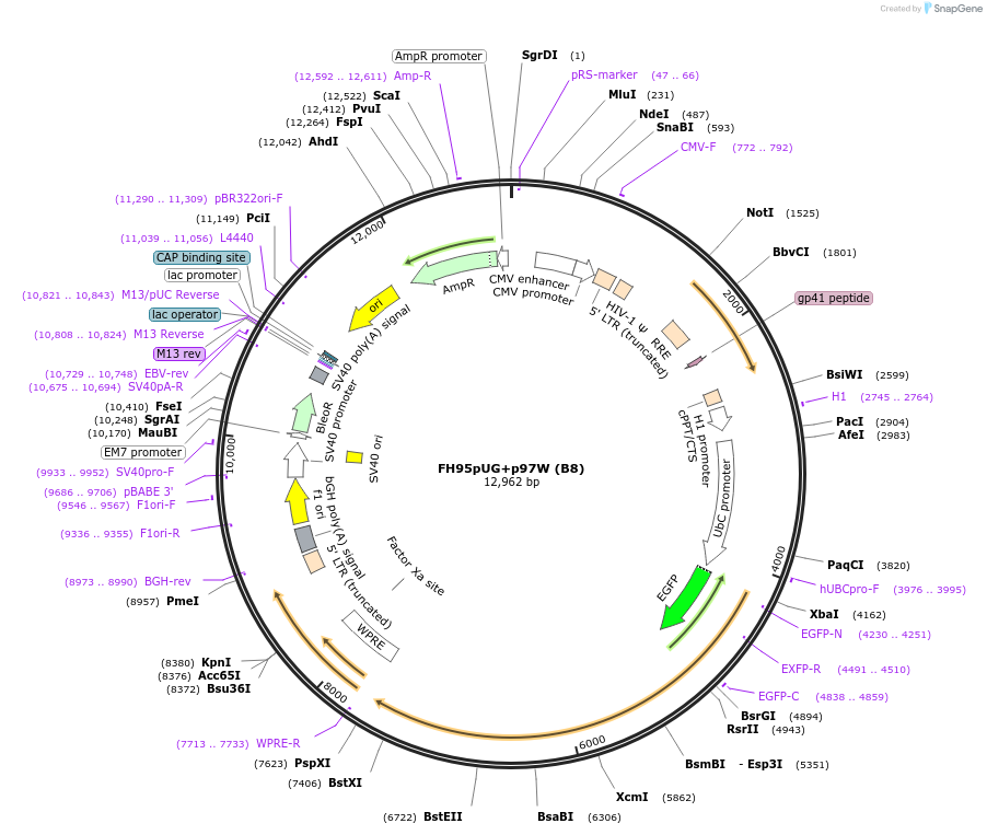 74017-plasmid-map-sequence-id-201491