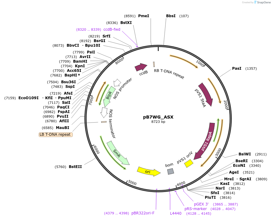 98891-plasmid-map-sequence-id-201572