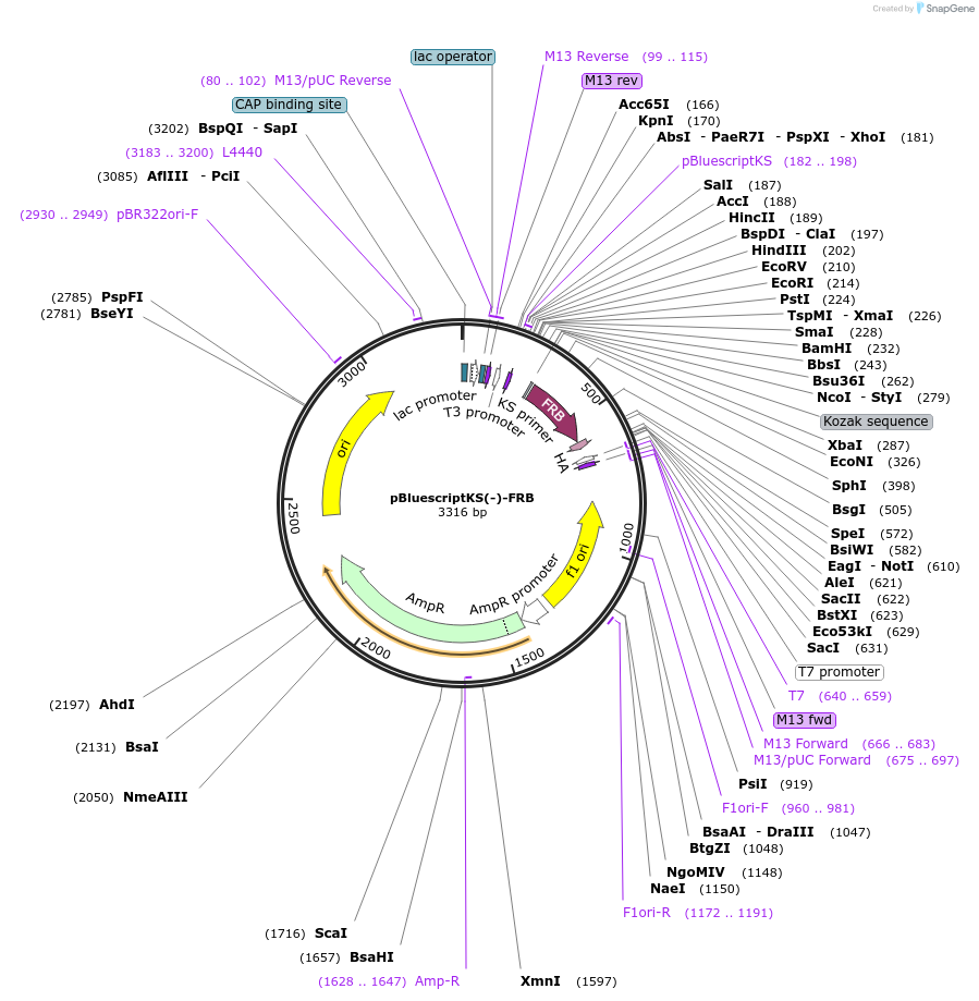 104475-plasmid-map-sequence-id-201580