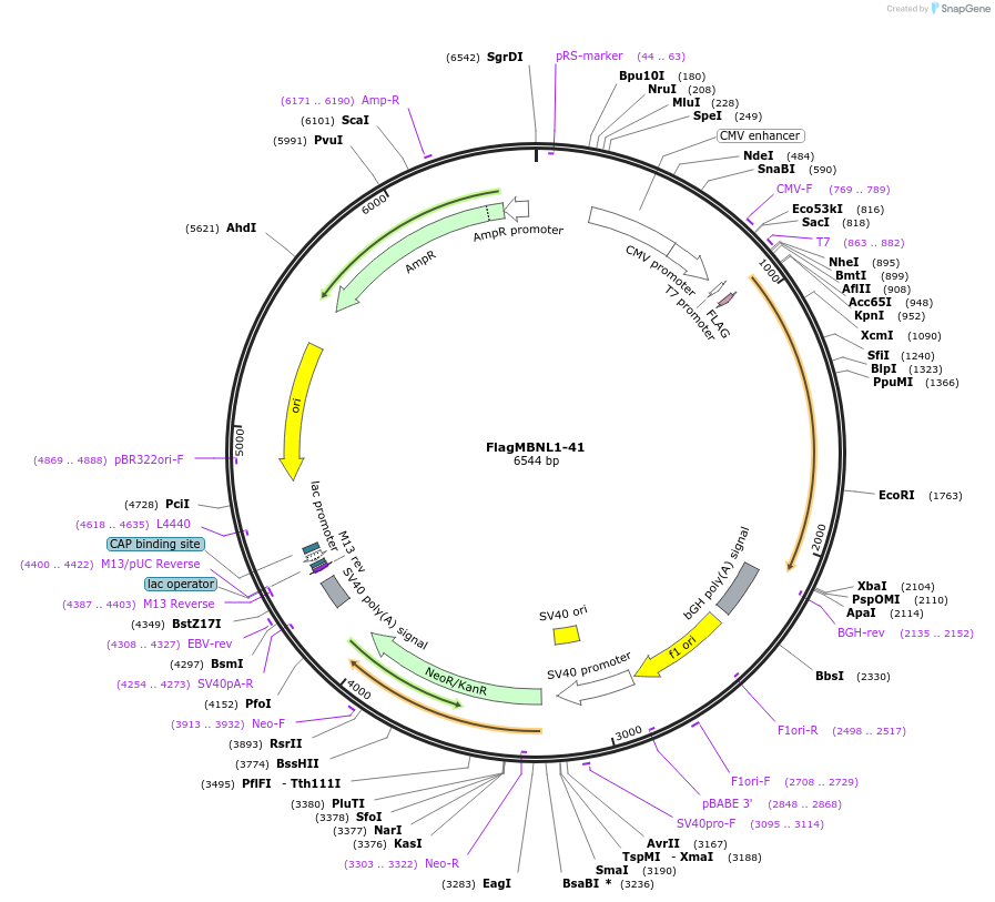96906-plasmid-map-sequence-id-201624