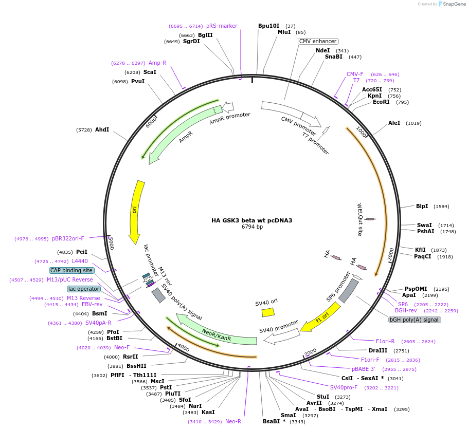 14753-plasmid-map-sequence-id-201627
