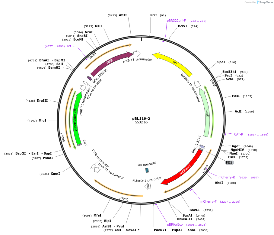 104336-plasmid-map-sequence-id-201648