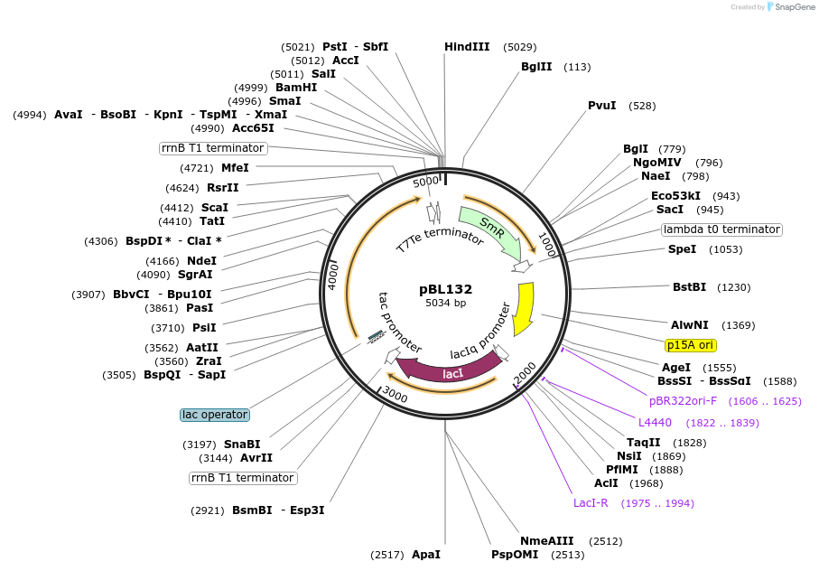104333-plasmid-map-sequence-id-201654