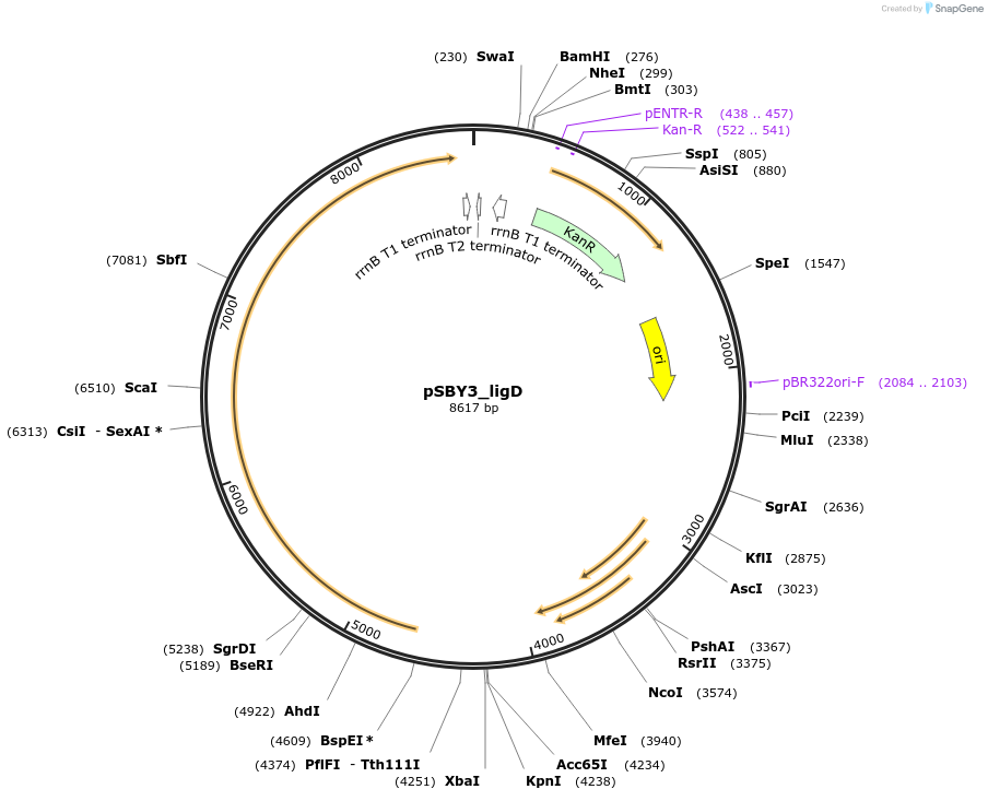 104624-plasmid-map-sequence-id-201663
