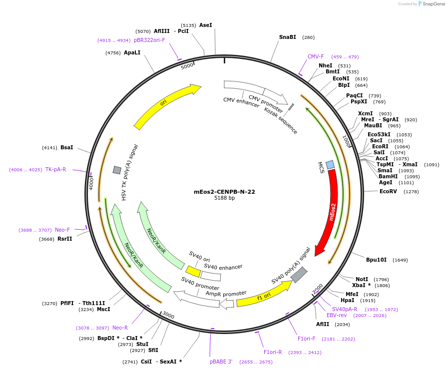 57360-plasmid-map-sequence-id-201673